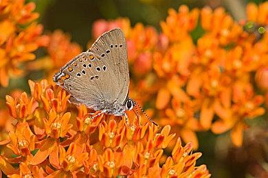 韩国暗黑类ARPG《Undecember》新预告 已上架Steam