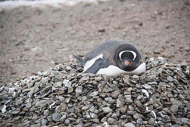 网易大逃杀FPS《代号：血战》海外下载量达3千万次